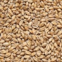 Солод пшеничный Wheat Malt 4-6 EBC, Viking Malt (Финляндия)